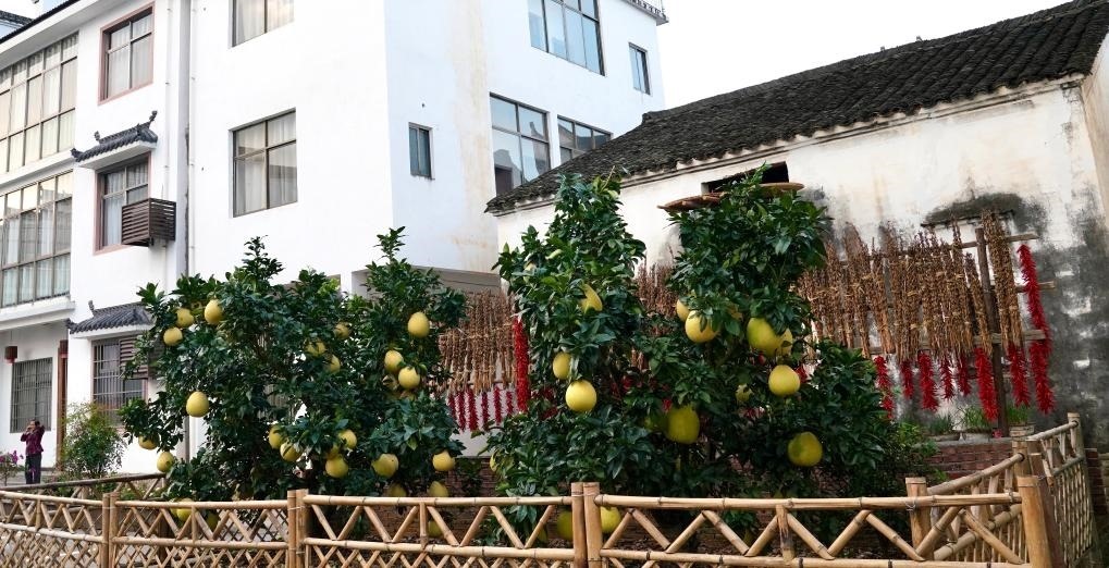 近日在江西省上饒市婺源縣秋口鎮(zhèn)王村石門自然村拍攝的馬家柚。新華社記者 胡晨歡 攝