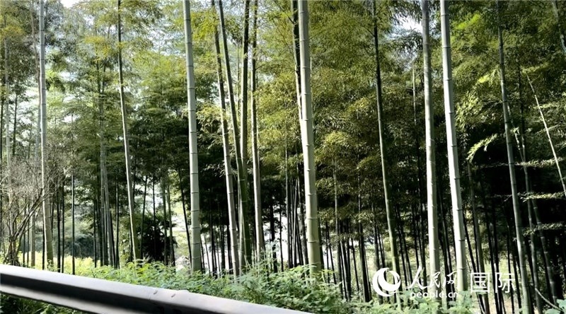 沿途中的竹林。人民網(wǎng)記者 周雨攝
