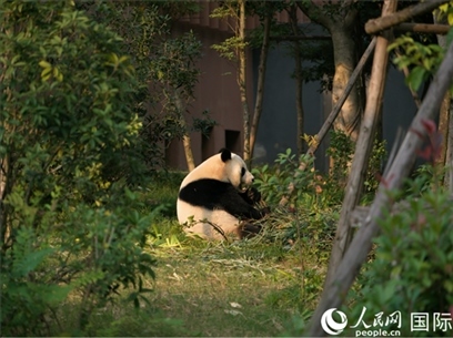 大熊貓在進(jìn)食。人民網(wǎng)記者楊爍壁攝