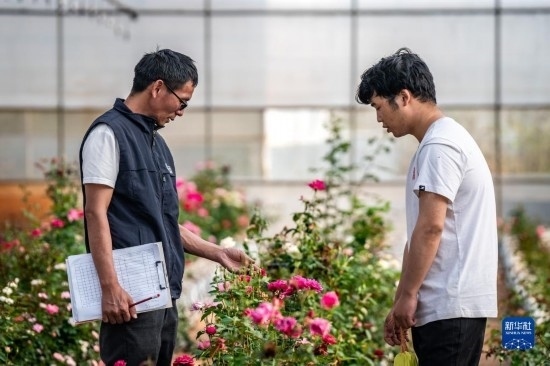 在云南省安寧市現(xiàn)代農(nóng)業(yè)園區(qū)玫瑰種植示范園，技術(shù)員田連通（左）在和同事交流（10月20日攝）。