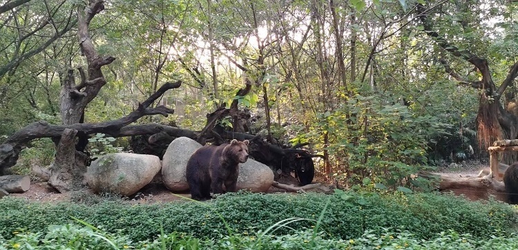 長隆野生動物世界園區(qū)內(nèi)，黑熊在森林間散步。人民網(wǎng)記者 張藝開攝