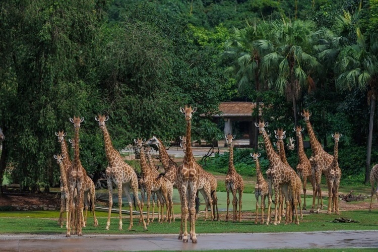 長隆野生動物世界園區(qū)內(nèi)，長頸鹿正在散步。鄧泳怡攝