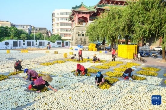 11月25日，在廣東省江門市新會區(qū)一處空地，人們對新會柑皮進行翻皮晾曬。