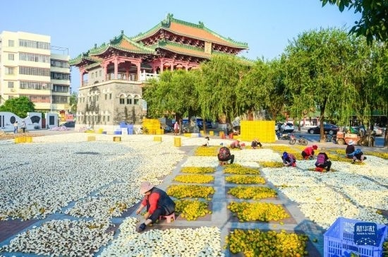 11月25日，在廣東省江門市新會區(qū)一處空地，人們對新會柑皮進行翻皮晾曬。