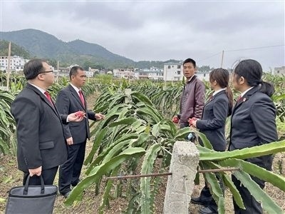  圖④：岑溪法院糯垌法庭法官深入轄區(qū)火龍果基地調(diào)研。
