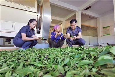  圖③：蒼梧法院六堡法庭法官深入茶企了解企業(yè)生產(chǎn)經(jīng)營情況。