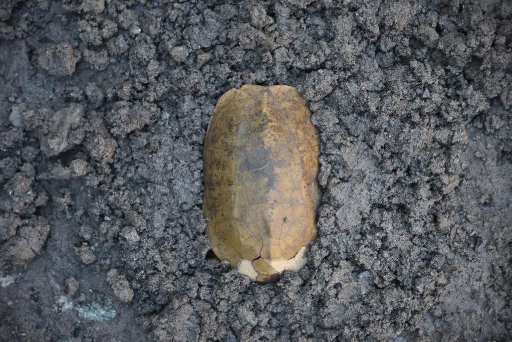 汶溪遺址出土的河姆渡文化早期完整龜甲。寧波市文化遺產(chǎn)管理研究院供圖