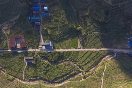 漠源鄉(xiāng)西柚基地。將樂(lè)縣農(nóng)業(yè)農(nóng)村局供圖