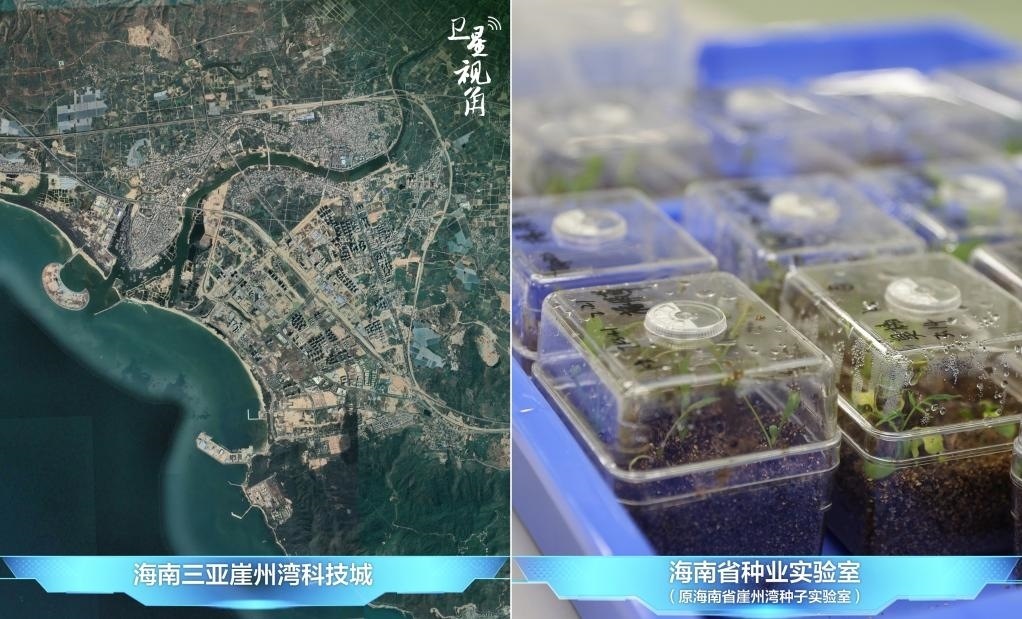 位于三亞崖州灣科技城的海南省種業(yè)實驗室（原海南省崖州灣種子實驗室）將形成輻射全國和“一帶一路”沿線國家的種子科學技術(shù)創(chuàng)新中心。