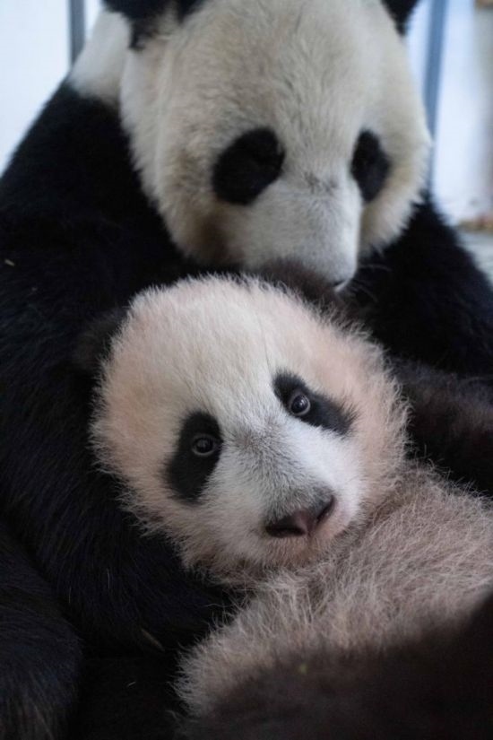  這是2023年12月21日在俄羅斯莫斯科動物園拍攝的大熊貓幼崽“喀秋莎”（前）和大熊貓媽媽“丁丁”在一起的照片。新華社發(fā)（莫斯科動物園供圖）