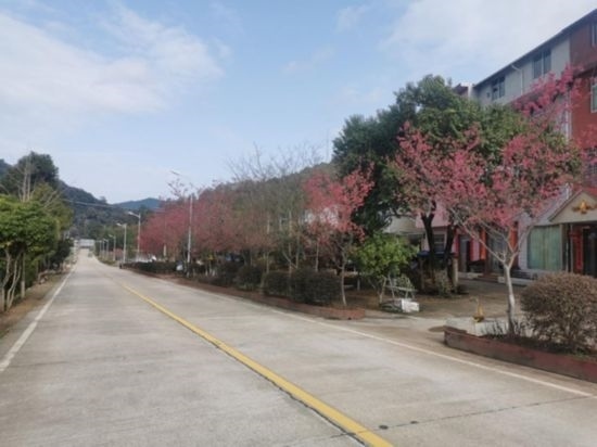 道路兩旁的山櫻花。將樂縣農(nóng)業(yè)農(nóng)村局供圖