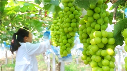 小屯村葡萄園里的陽(yáng)光玫瑰葡萄。肖俊楠攝