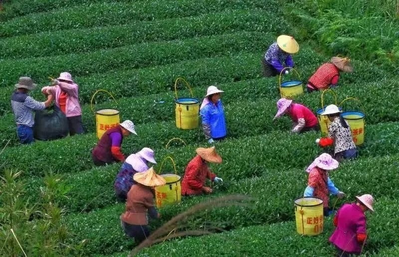 △軍營村茶農(nóng)在茶園采茶。