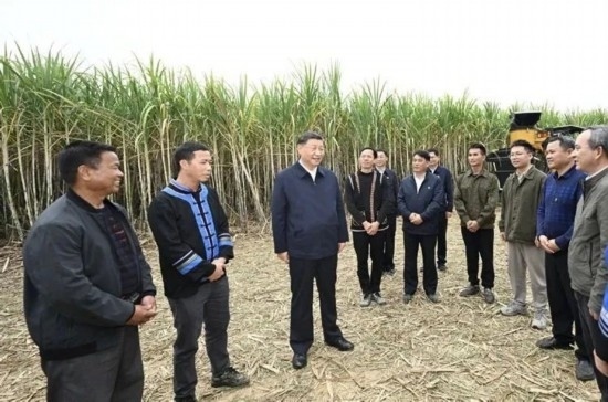 2023年12月14日，習近平總書記在廣西來賓市國家現(xiàn)代農(nóng)業(yè)產(chǎn)業(yè)園黃安優(yōu)質(zhì)“雙高”糖料蔗基地考察。