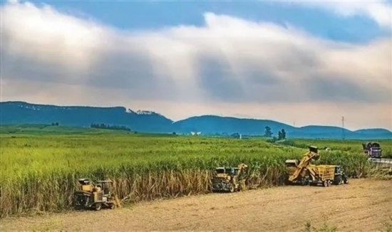 廣西來賓市興賓區(qū)鳳凰鎮(zhèn)黃安村“雙高”糖料蔗基地里，收割機手正在機械化砍收糖蔗。