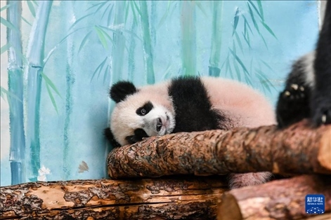 這是3月8日在俄羅斯莫斯科動物園拍攝的大熊貓“喀秋莎”。新華社記者 曹陽 攝