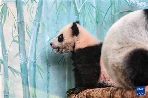 這是3月8日在俄羅斯莫斯科動物園拍攝的大熊貓“喀秋莎”。新華社記者 曹陽 攝
