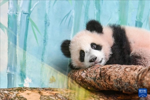 這是3月8日在俄羅斯莫斯科動物園拍攝的大熊貓“喀秋莎”。新華社記者 曹陽 攝