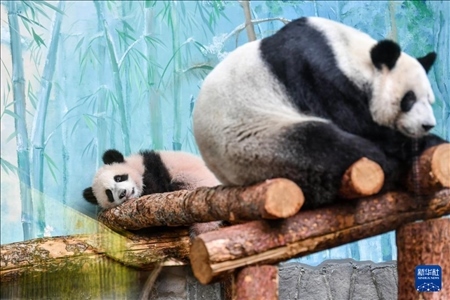 這是3月8日在俄羅斯莫斯科動物園拍攝的大熊貓“喀秋莎”（左）和媽媽“丁丁”。新華社記者 曹陽 攝