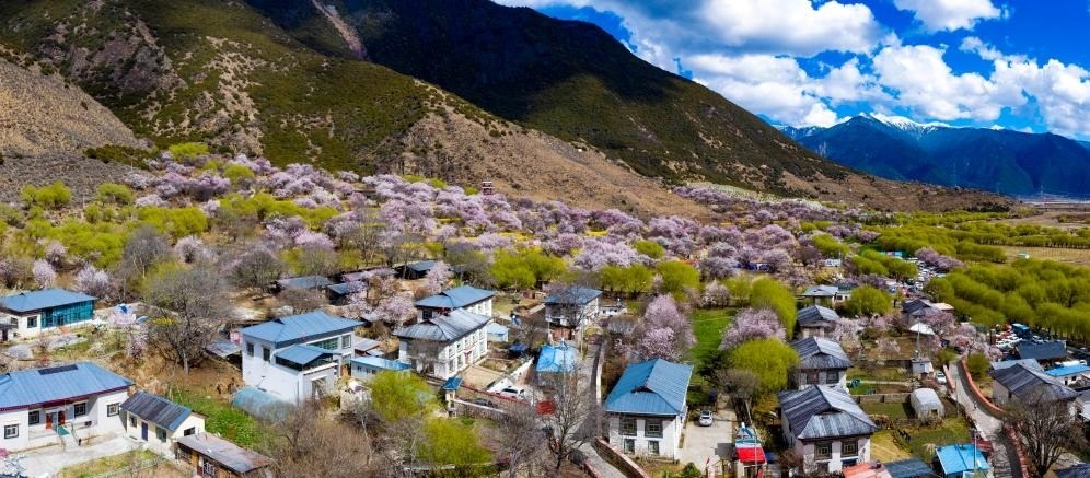 鳥瞰桃花掩映的嘎拉村（無人機(jī)照片，2023年3月24日攝）。新華社記者姜帆 攝