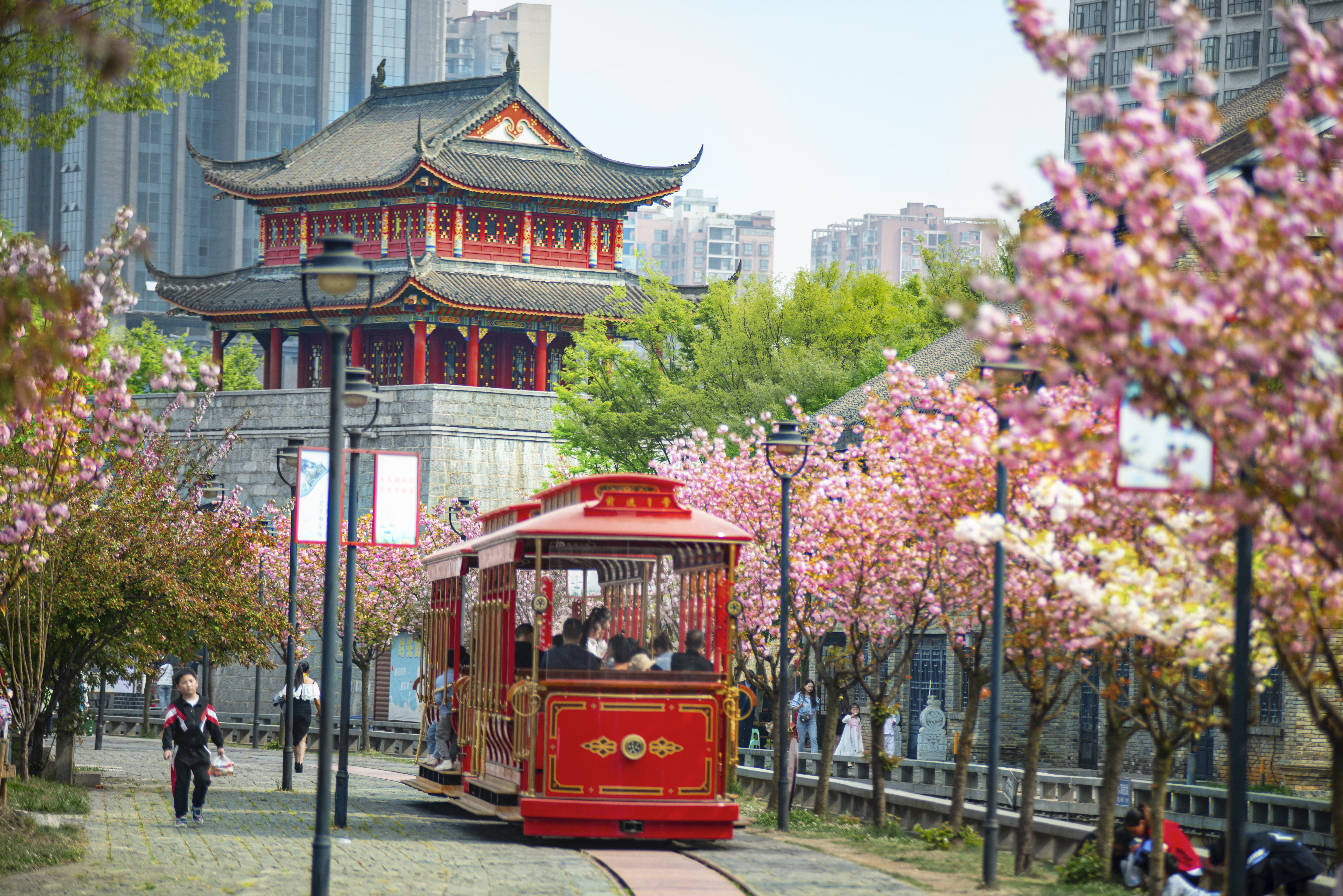 水城古鎮(zhèn)櫻花綻放，游客乘坐觀光小火車游覽美景。何育勇 攝