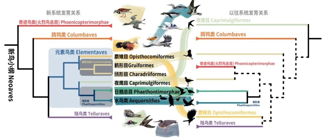 新鳥小綱主要類群的分類變動。浙江大學(xué)供圖