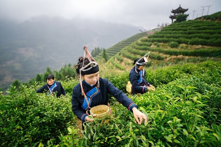 惠明茶采摘。供圖 共享聯(lián)盟·景寧