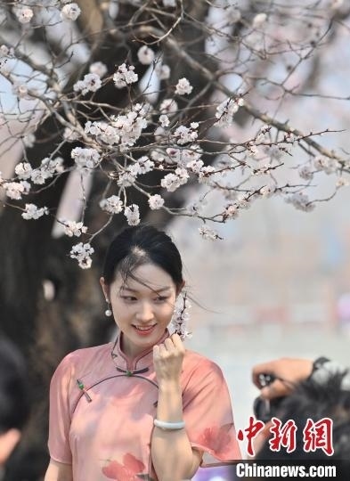 4月21日，一名年輕女孩在杏花樹(shù)下拍照。張瑤 攝
