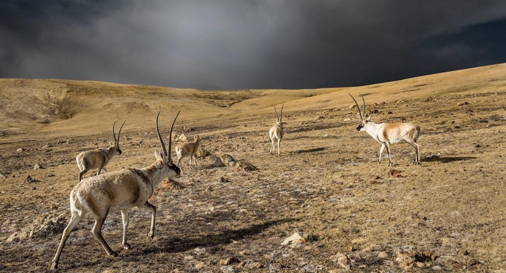 “高原精靈”藏羚羊。尼瑪多吉攝