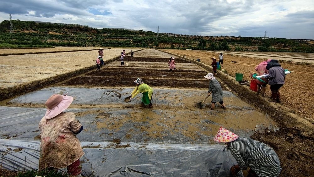 2024年4月21日，云南省永仁縣維的鄉(xiāng)夜可臘村的村民在進(jìn)行水稻育秧。新華社發(fā)
