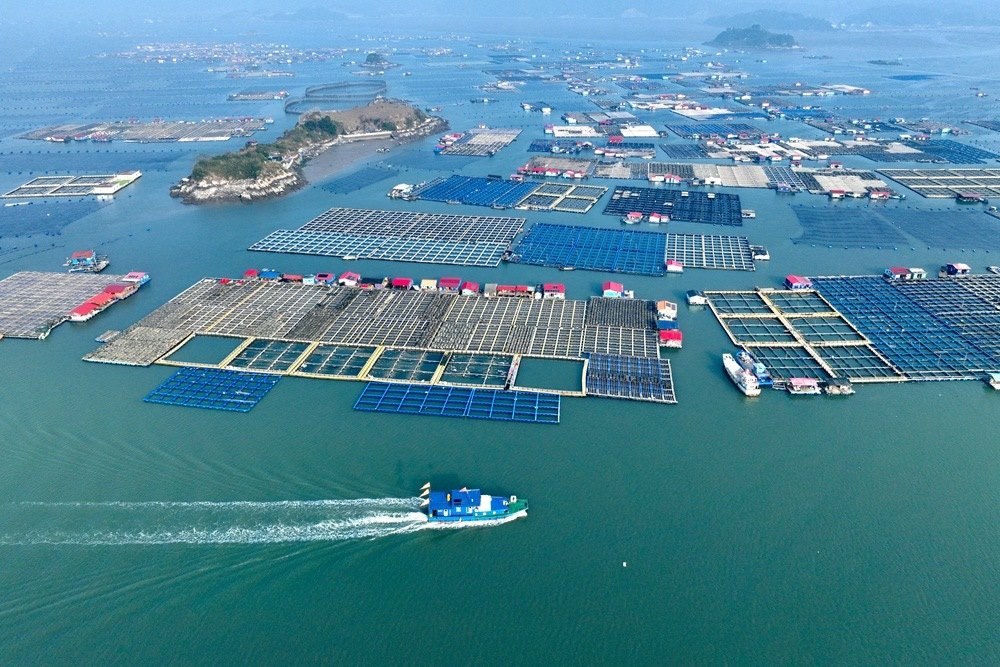 這是2024年1月11日拍攝的福建省寧德市霞浦縣海上養(yǎng)殖區(qū)（無人機照片）。新華社記者 姜克紅 攝