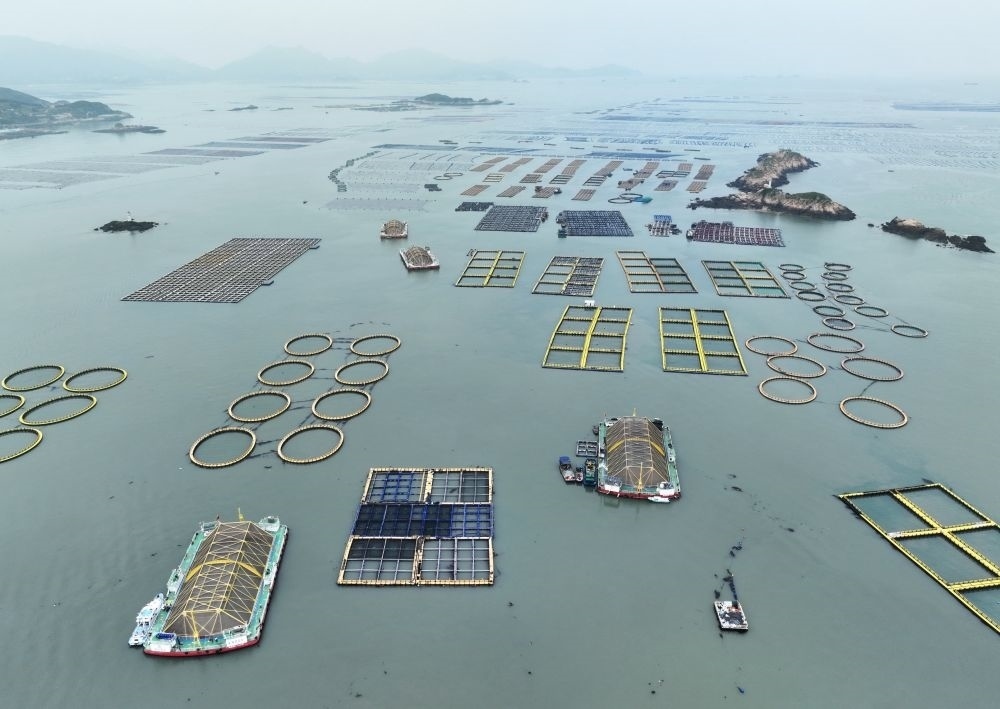 在福建連江定海灣海域，坐落著“定海灣1號”“定海灣2號”等深遠海養(yǎng)殖平臺（2024年5月7日攝，無人機照片）。新華社記者 林善傳 攝