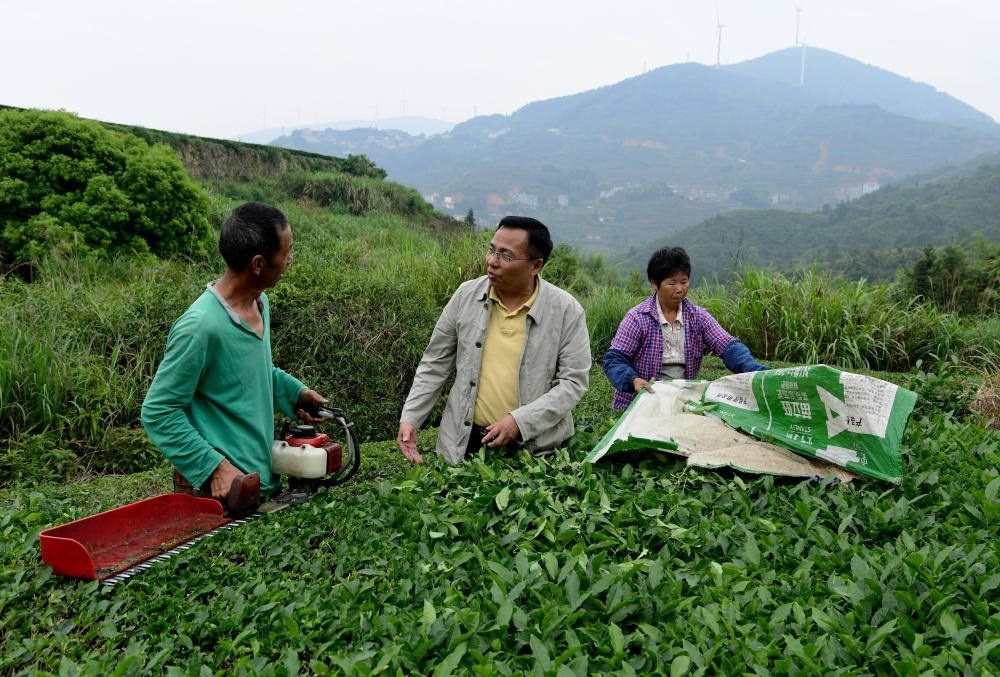 2024年5月9日，在福建省安溪縣西坪鎮(zhèn)珠洋村，科技特派員（中）在指導茶農(nóng)使用機器科學化采收茶葉。新華社記者 魏培全 攝