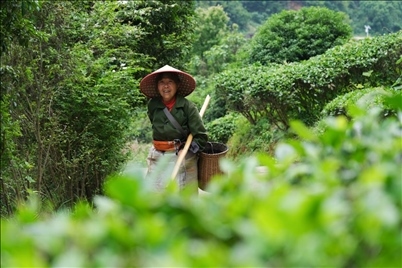 2024年4月24日，湖南省衡陽市耒陽市龍?zhí)伶?zhèn)江頭貢茶葉種植專業(yè)合作社，村民在茶山采摘茶葉，實(shí)現(xiàn)了家門口就業(yè)。