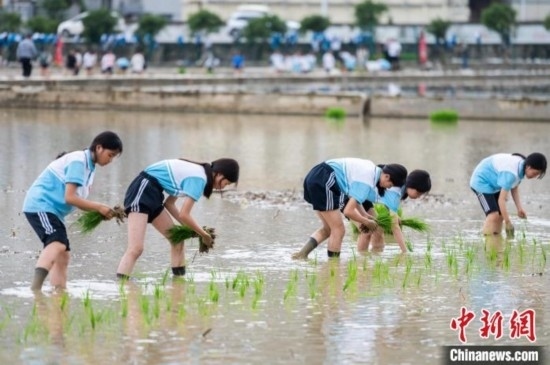 圖為5月21日，綏陽縣旺草中學學生在旺草萬畝大壩體驗插秧。唐哲 攝