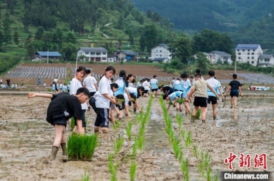 圖為5月21日，綏陽縣旺草中學學生在旺草萬畝大壩體驗插秧。唐哲 攝