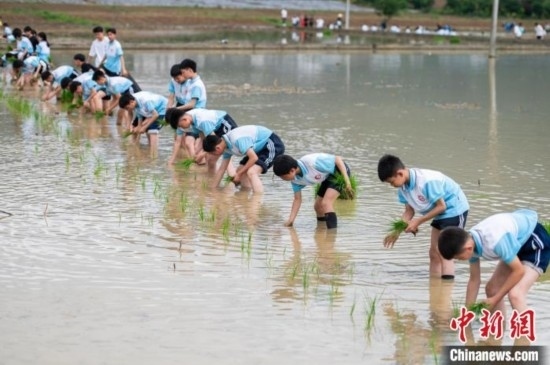 圖為5月21日，綏陽縣旺草中學學生在旺草萬畝大壩體驗插秧。唐哲 攝