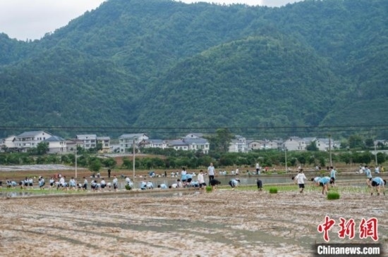 圖為5月21日，綏陽縣旺草中學學生在旺草萬畝大壩體驗插秧。唐哲 攝