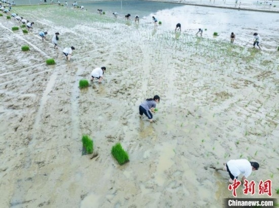 圖為5月21日，航拍綏陽縣旺草中學學生在旺草萬畝大壩體驗插秧。唐哲 攝