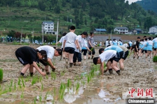 圖為5月21日，綏陽縣旺草中學學生在旺草萬畝大壩體驗插秧。唐哲 攝