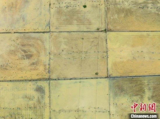 圖為5月21日，航拍綏陽縣旺草中學學生在旺草萬畝大壩體驗插秧。唐哲 攝