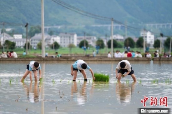 圖為5月21日，綏陽縣旺草中學學生在旺草萬畝大壩體驗插秧。唐哲 攝