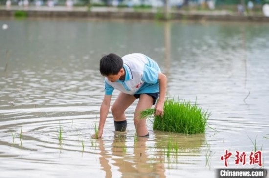 圖為5月21日，一名學生在綏陽縣旺草萬畝大壩體驗插秧。唐哲 攝