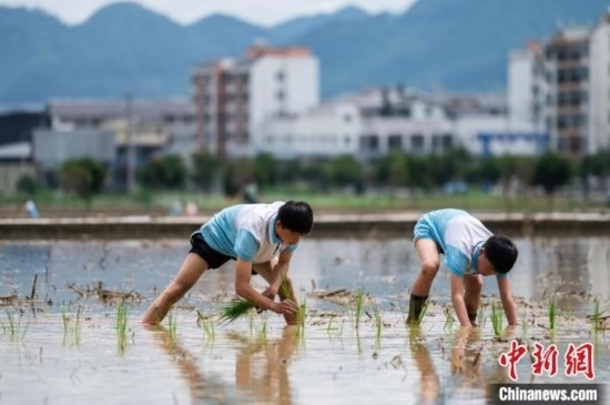 圖為5月21日，兩名學生在綏陽縣旺草萬畝大壩體驗插秧。唐哲 攝