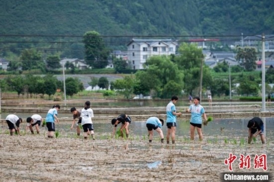  圖為5月21日，綏陽縣旺草中學學生在旺草萬畝大壩體驗插秧。唐哲 攝