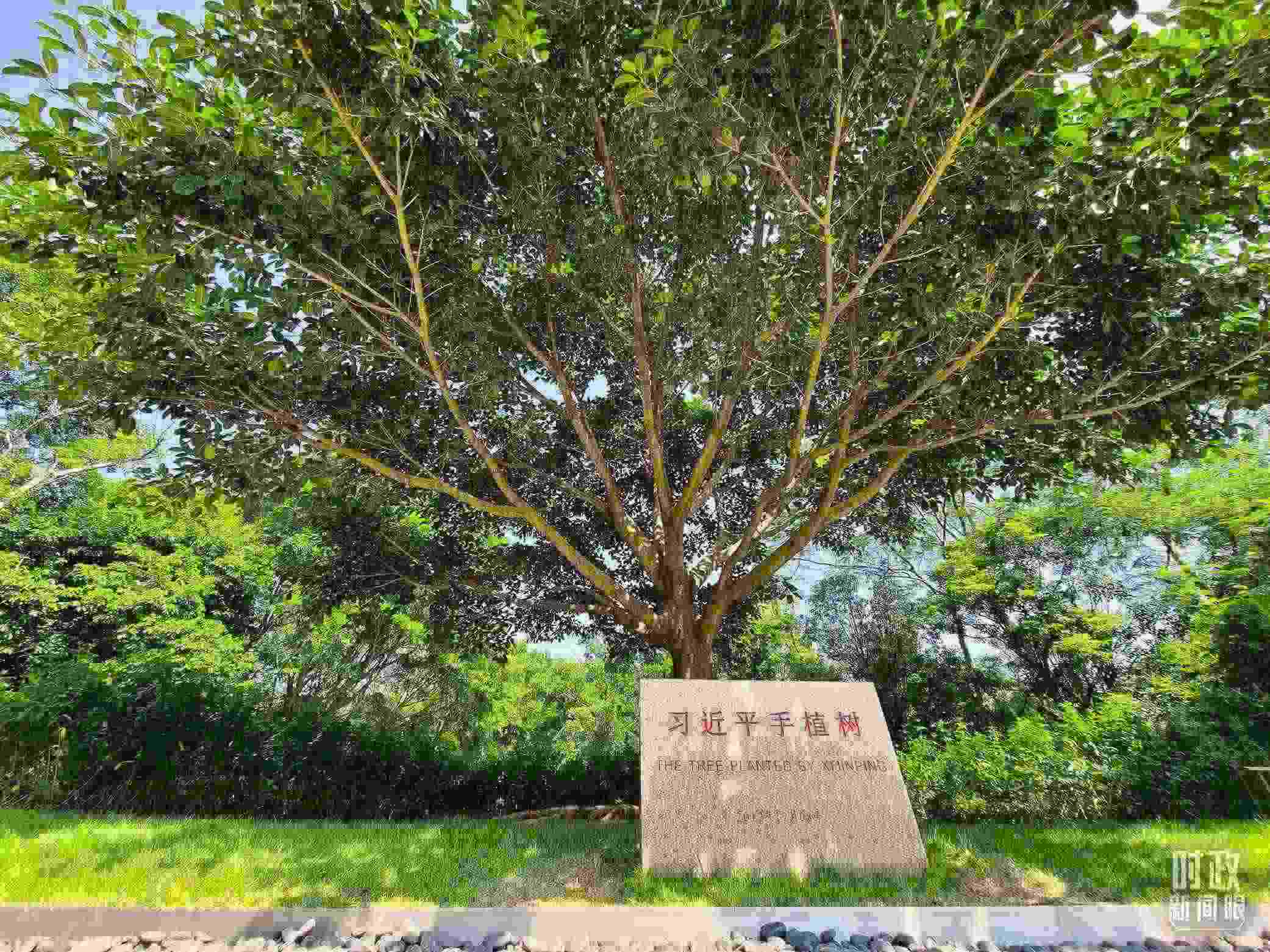 習(xí)近平2012年在深圳蓮花山公園種下的高山榕樹已枝繁葉茂。（總臺(tái)央視記者趙化拍攝）