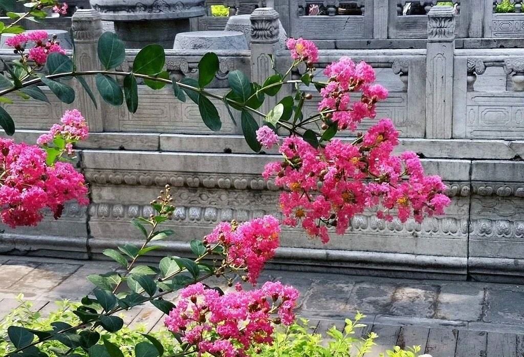 夏天的故宮一角。故宮博物院供圖