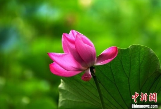 6月19日，時值一年畢業(yè)季，四川大學(xué)望江校區(qū)荷花池里的荷花盛開，成為了畢業(yè)生們的打卡圣地，吸引了眾多畢業(yè)生拍照留念。圖為盛開的荷花。中新社記者 安源 攝