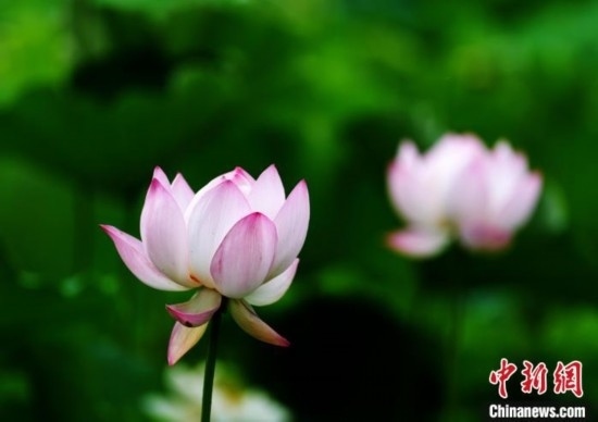 6月19日，時值一年畢業(yè)季，四川大學(xué)望江校區(qū)荷花池里的荷花盛開，成為了畢業(yè)生們的打卡圣地，吸引了眾多畢業(yè)生拍照留念。圖為盛開的荷花。中新社記者 安源 攝