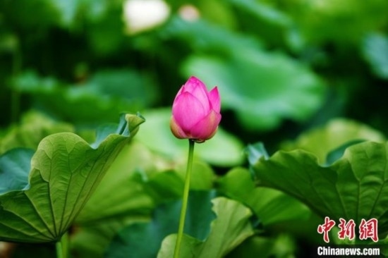 6月19日，時值一年畢業(yè)季，四川大學(xué)望江校區(qū)荷花池里的荷花盛開，成為了畢業(yè)生們的打卡圣地，吸引了眾多畢業(yè)生拍照留念。圖為含苞待放的荷花。中新社記者 安源 攝